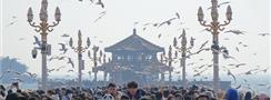青島：棧橋景區(qū)海鷗翔集游客如織